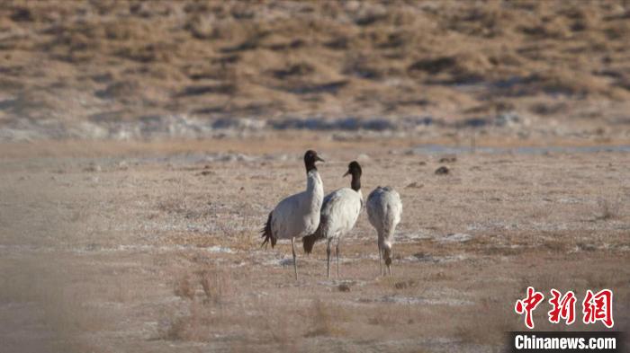 珍稀鳥類黑頸鶴、灰鶴現身青海格爾木