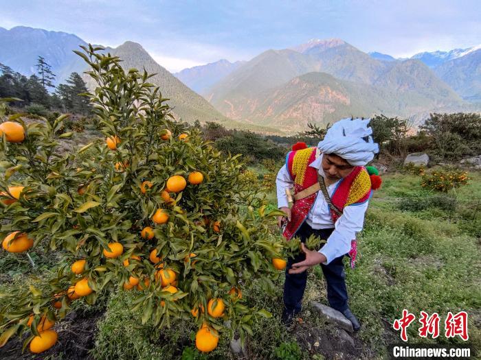 林芝下察隅鎮京都村101畝耙耙柑豐收?！〗w波 攝