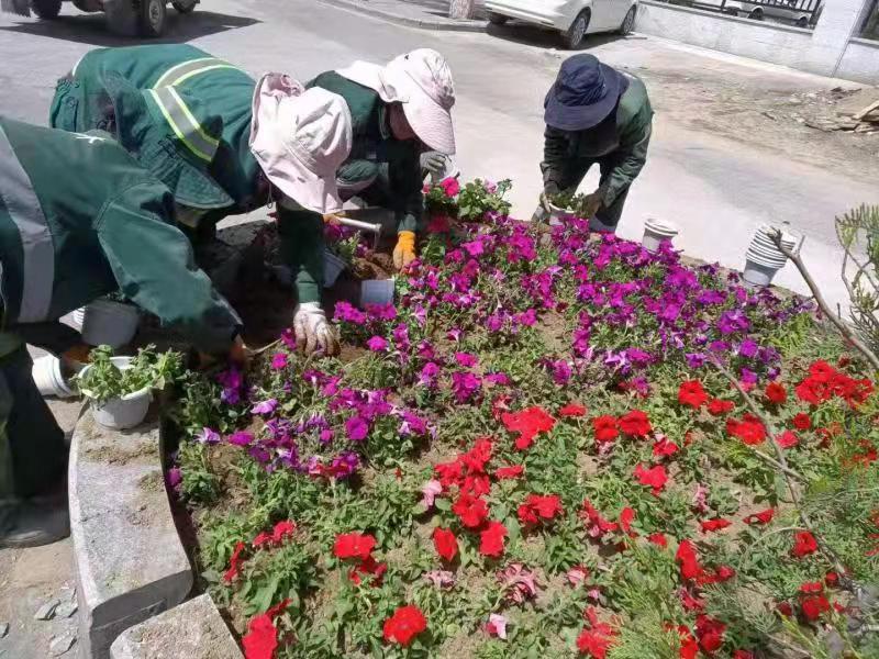 10萬余盆花卉“扮靚”拉薩市區(730073)-20210630084418.jpg