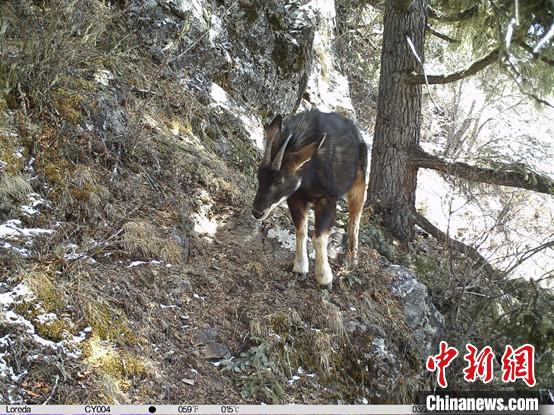 圖為相同位點記錄到的國家二級重點保護野生動物—中華鬣羚?！≈袊茖W院昆明動物研究所提供