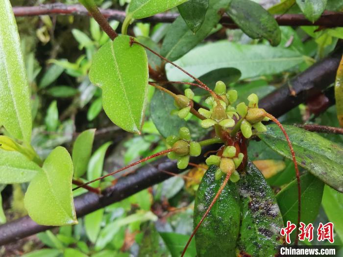 圖為折萼杜鵑果實圖?！≈锌圃豪ッ髦参镅芯克峁? oldsrc=