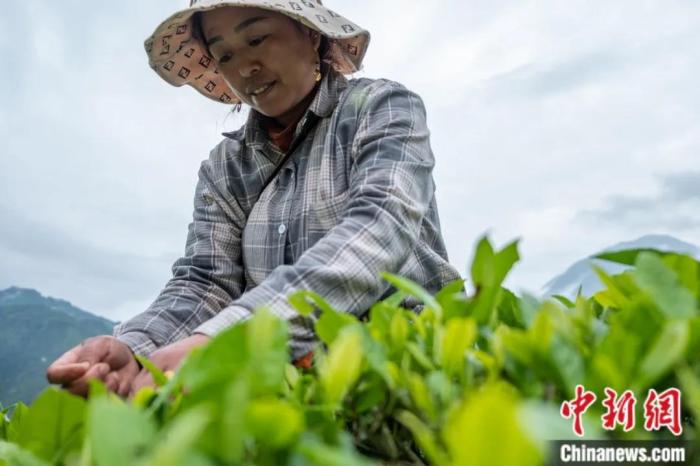 圖為墨脫縣背崩鄉門巴族民眾采摘茶葉。