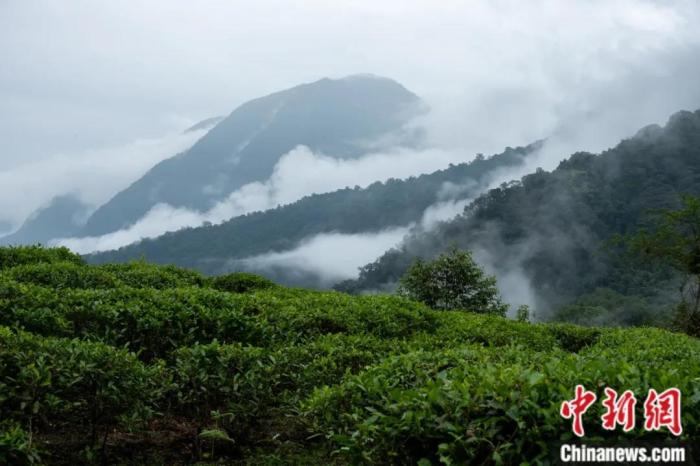 墨脫縣背崩鄉的高山茶場。
