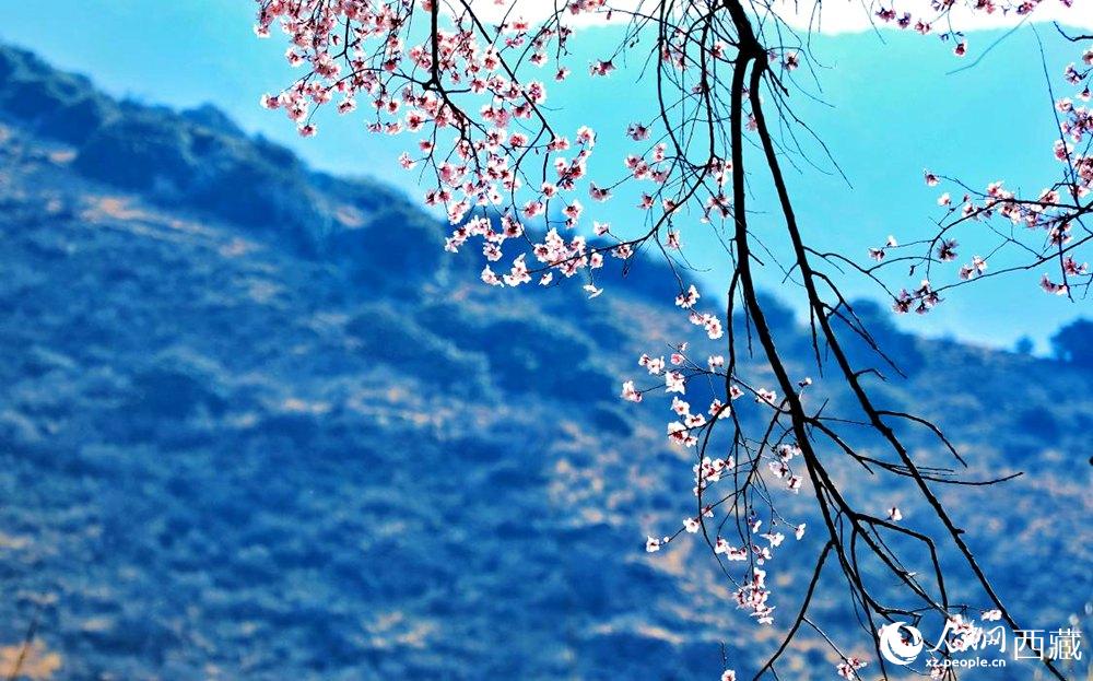 清麗的桃花。人民網 李海霞攝