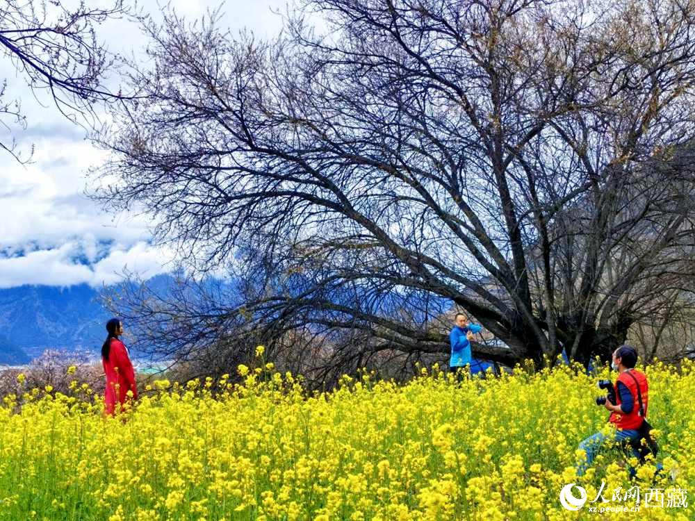 游客在桃花下拍照留念。人民網 李海霞攝