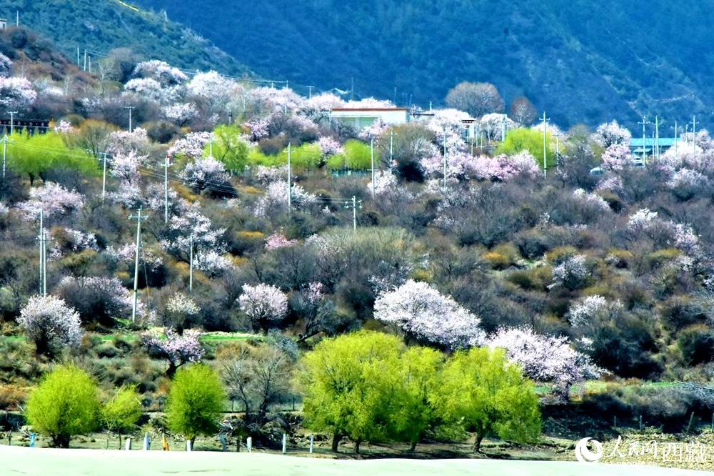村莊掩映在桃花林中。人民網 李海霞攝