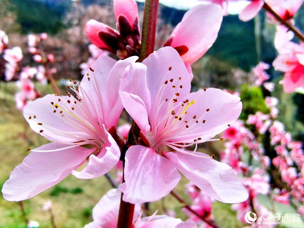 林芝桃花開。人民網 李海霞攝