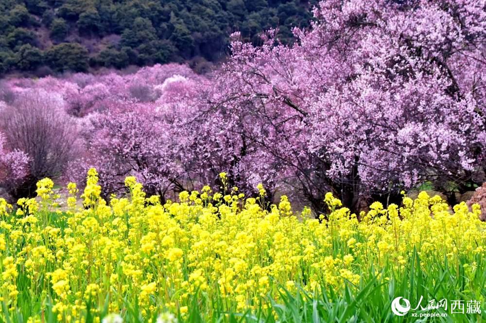 桃花與油菜花交相輝映。人民網 李海霞攝