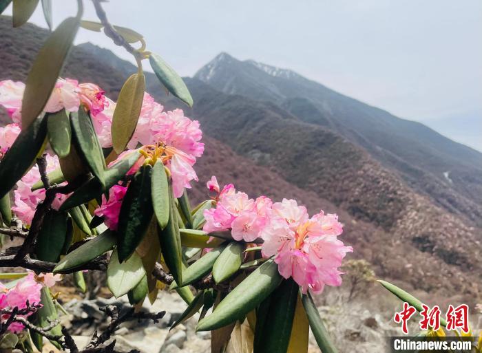 近日，西藏自治區山南市加查縣索囊溝的杜鵑花競相綻放?！∪轿木?攝