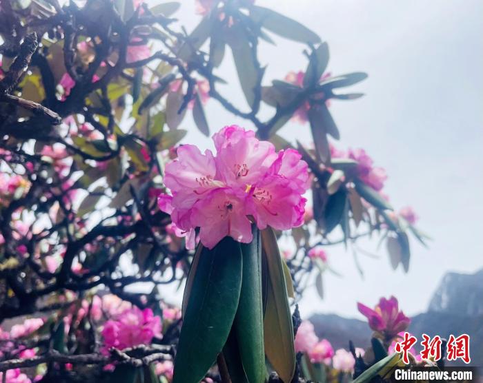 近日，西藏自治區山南市加查縣索囊溝的杜鵑花競相綻放?！∪轿木?攝