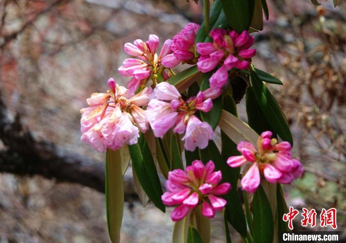 近日，西藏自治區山南市加查縣索囊溝的杜鵑花競相綻放?！∪轿木?攝