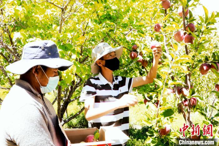 圖為西藏阿里札達縣底雅鄉村民在自家果園采摘果實?！“⑼?攝