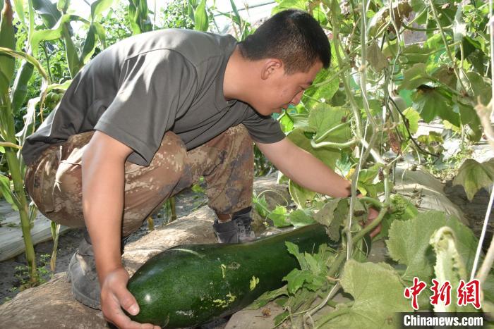 圖為阿里軍分區某邊防團官兵在溫室摘菜?！￡悋[岳 攝