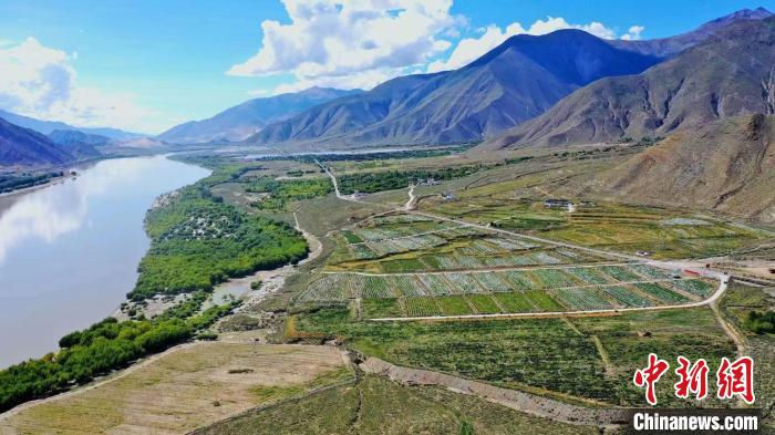圖為桑日縣葡萄種植基地?！∩侥仙Ｈ湛h委宣傳部提供