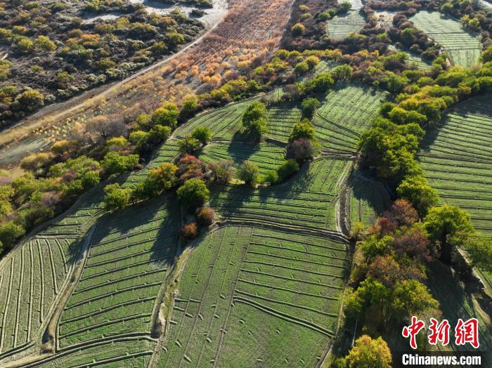 圖為11月8日，雅魯藏布江畔的高原梯田?！《拘?攝