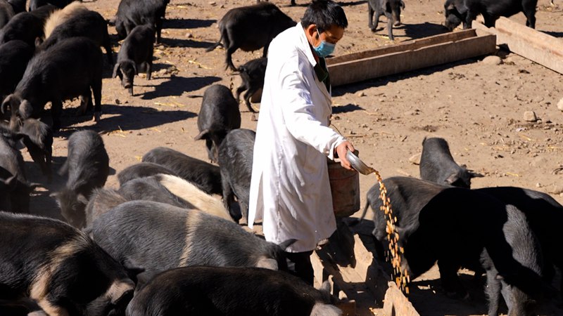 飼養員正在給藏香豬喂食。