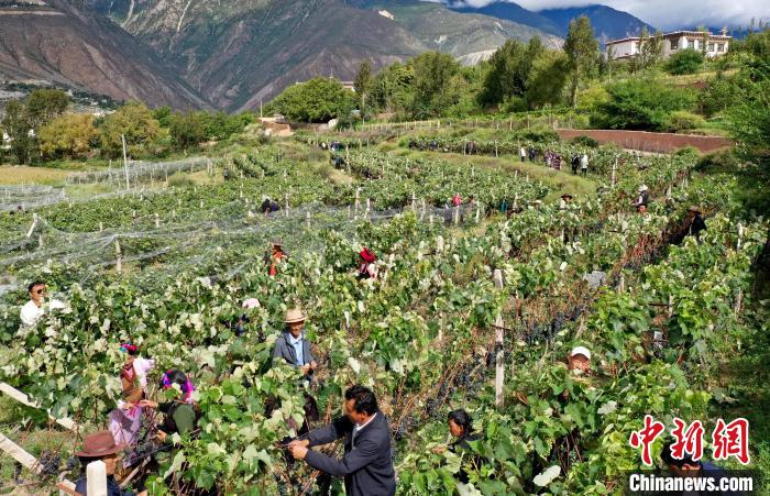 昌都芒康縣依托“兩江流域”干熱河谷地帶地理優勢將康巴蜜橘、蘋果、甜石榴、葡萄、蜜桃等經濟林木種植?！〔际忻⒖悼h委宣傳部供圖