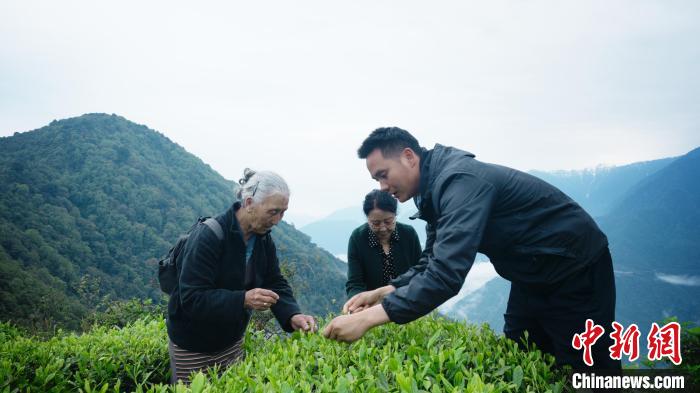 圖為銀發旅游體驗團兩位老人體驗采茶?！∥鞑貙ｍ椔糜螀f會供圖