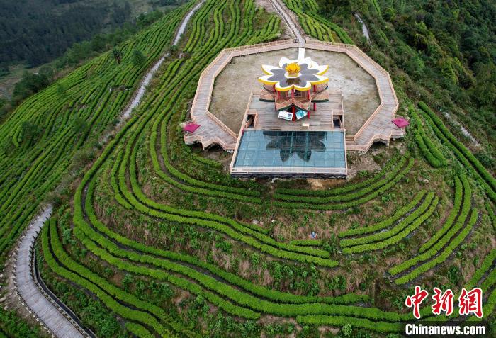 圖為西藏林芝市墨脫縣背崩鄉格林村山頂的景觀茶園。(無人機照片) 李林 攝