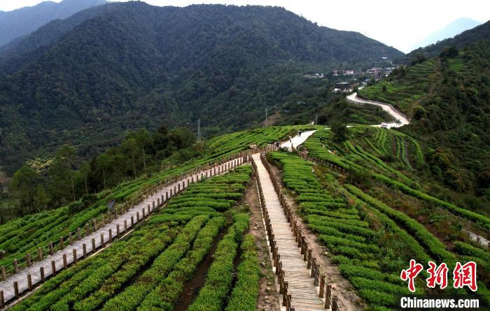 圖為西藏林芝市墨脫縣背崩鄉格林村山頂的景觀茶園。(無人機照片) 李林 攝