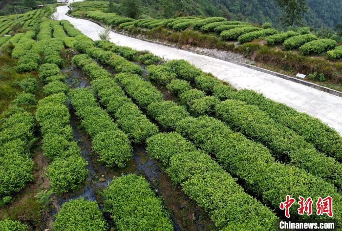 圖為西藏林芝市墨脫縣背崩鄉格林村山頂的景觀茶園。(無人機照片) 李林 攝
