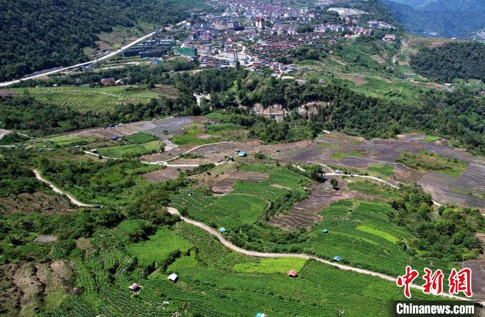 圖為西藏林芝市墨脫縣城附近的茶田。(無人機照片) 李林 攝