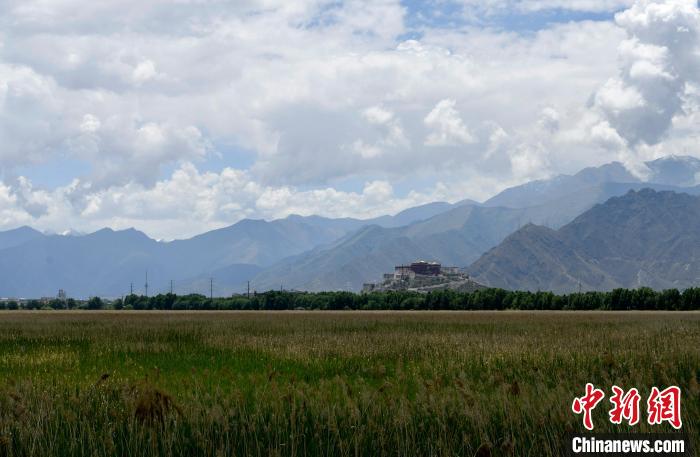 圖為6月22日，西藏拉薩拉魯濕地?！±盍?攝
