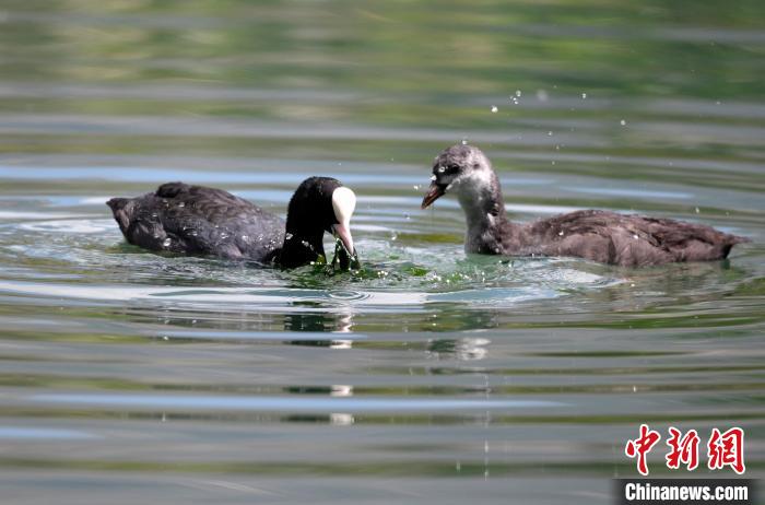 圖為6月22日，棲息在拉魯濕地內的古頂雞?！±盍?攝