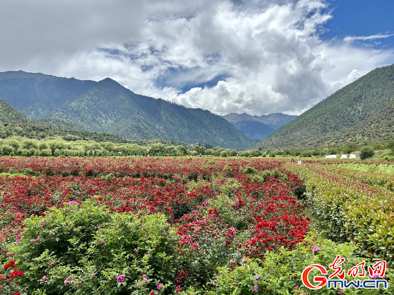 我們的家園丨【組圖】 綠水青山入畫，“金山銀山”筑起