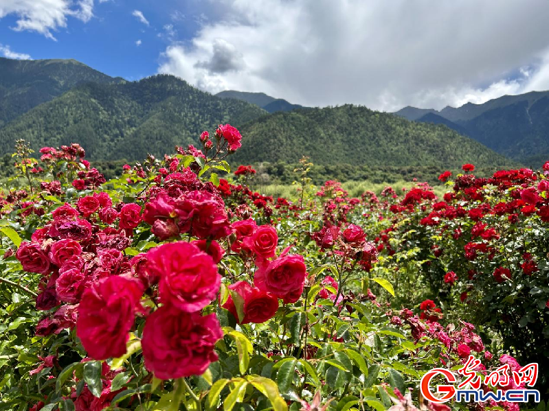 我們的家園丨【組圖】 綠水青山入畫，“金山銀山”筑起