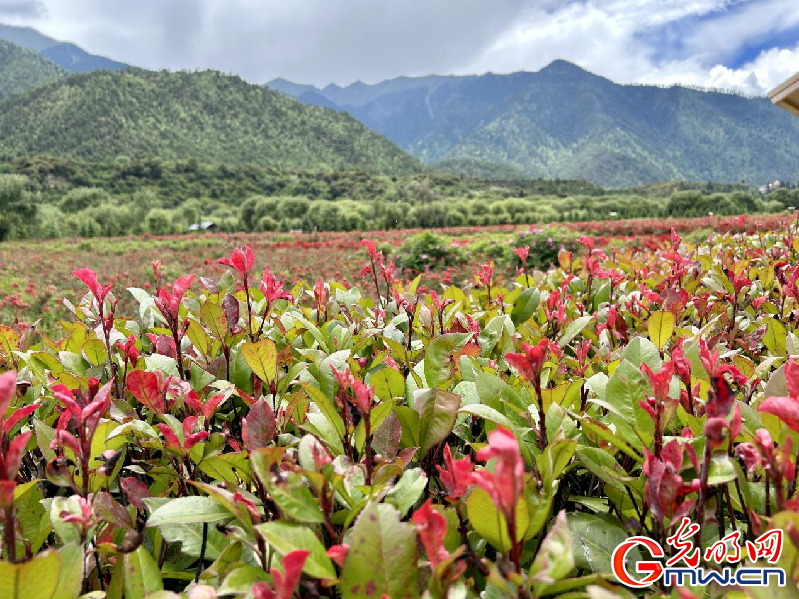 我們的家園丨【組圖】 綠水青山入畫，“金山銀山”筑起