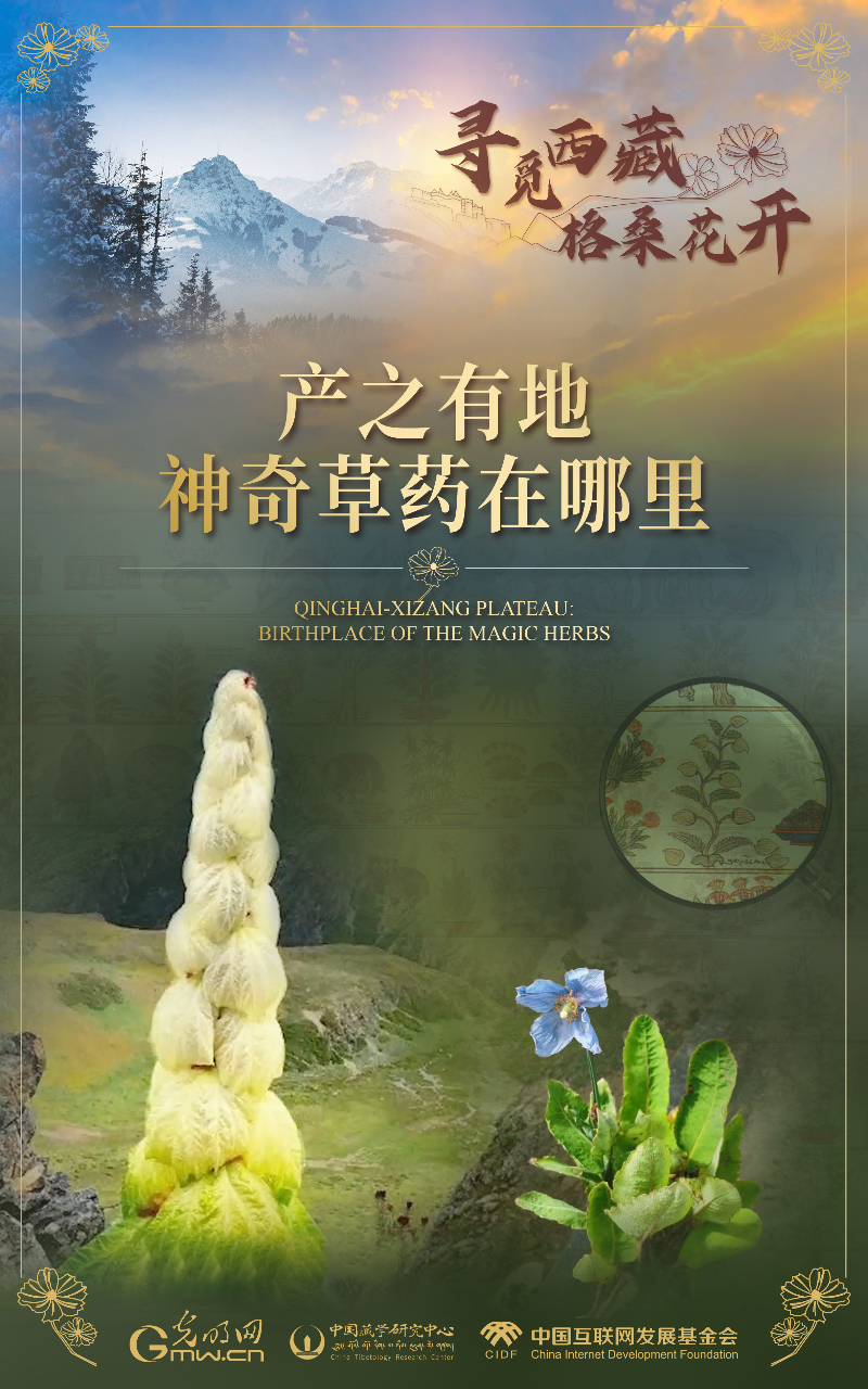 【尋覓西藏·格?；ㄩ_】產之有地：神奇草藥在哪里