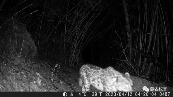 西藏色季拉山發現雪豹、白頰獼猴等多種珍稀野生動物