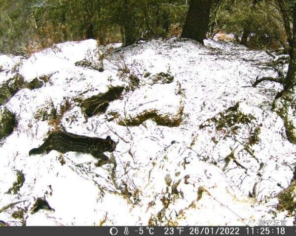 西藏色季拉山發現雪豹、白頰獼猴等多種珍稀野生動物