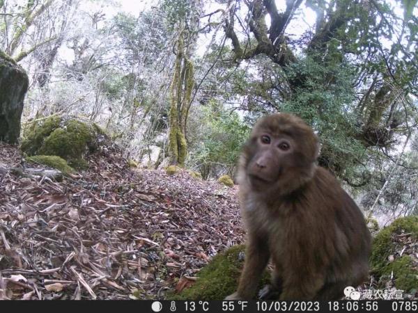 西藏色季拉山發現雪豹、白頰獼猴等多種珍稀野生動物