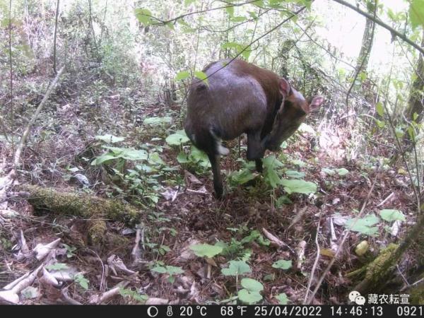 西藏色季拉山發現雪豹、白頰獼猴等多種珍稀野生動物