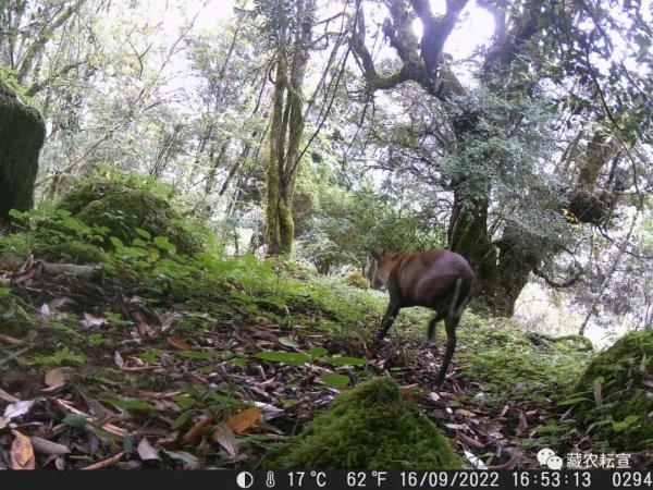 西藏色季拉山發現雪豹、白頰獼猴等多種珍稀野生動物