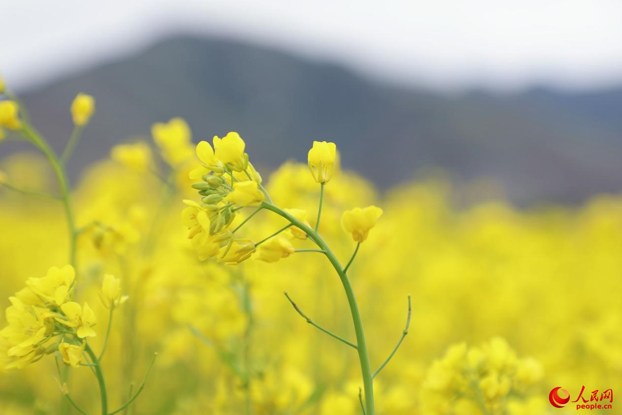 金色油菜花鋪滿大地。 人民網 李海霞攝