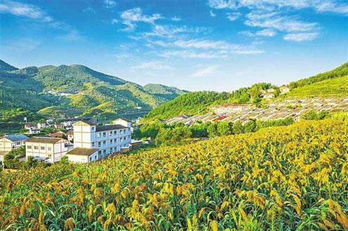 【理上網來?輝煌十九大】鄉村振興戰略：更綜合、全面、系統的發展戰略