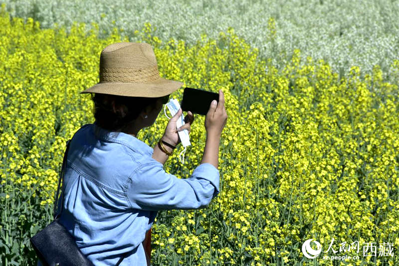大片油菜花吸引游客到來。人民網 李海霞攝
