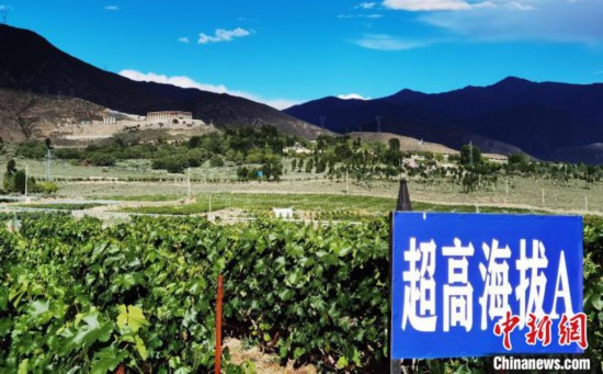 圖為桑日縣種植的葡萄?！∩侥仙Ｈ湛h委宣傳部提供