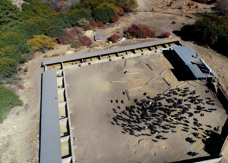 麥村藏香豬養殖基地。