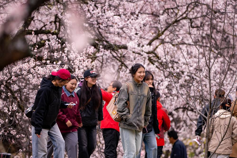 桃花盛開惹人醉，八方游客賞花來。徐馭堯攝