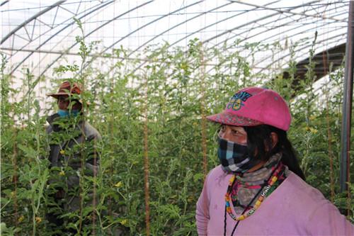看“生命的禁區”瓜果飄香——噶爾縣生態農業產業園