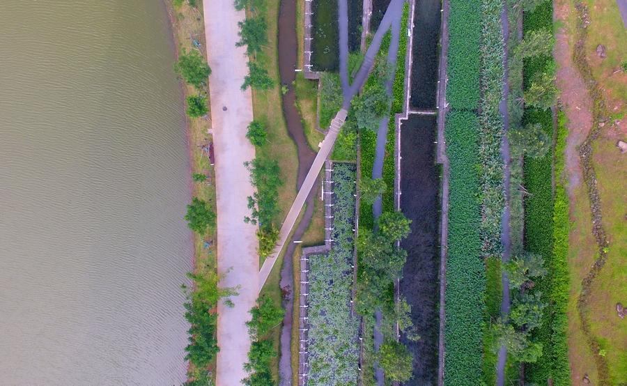 【新時代·幸福美麗新邊疆】?？诿郎岷峪P翔濕地公園：把“梯田”搬到市民家門口