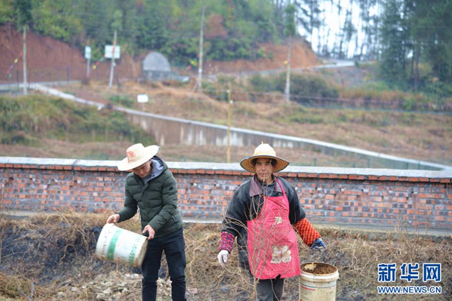 汪波（左）和社員一起向田間撒播肥料。在這個占地90畝的無花果基地背后，一條公路將長坪村與河圖場鎮直接連通。新華網邵以南 攝
