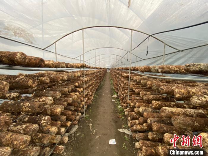 圖為基地里的食用菌菌棒?！Ⅸi 攝