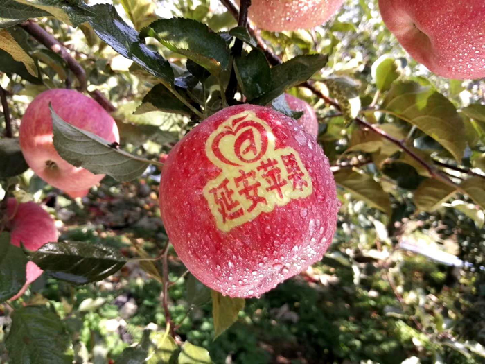 延安蘋果。柳林鎮果技站供圖。