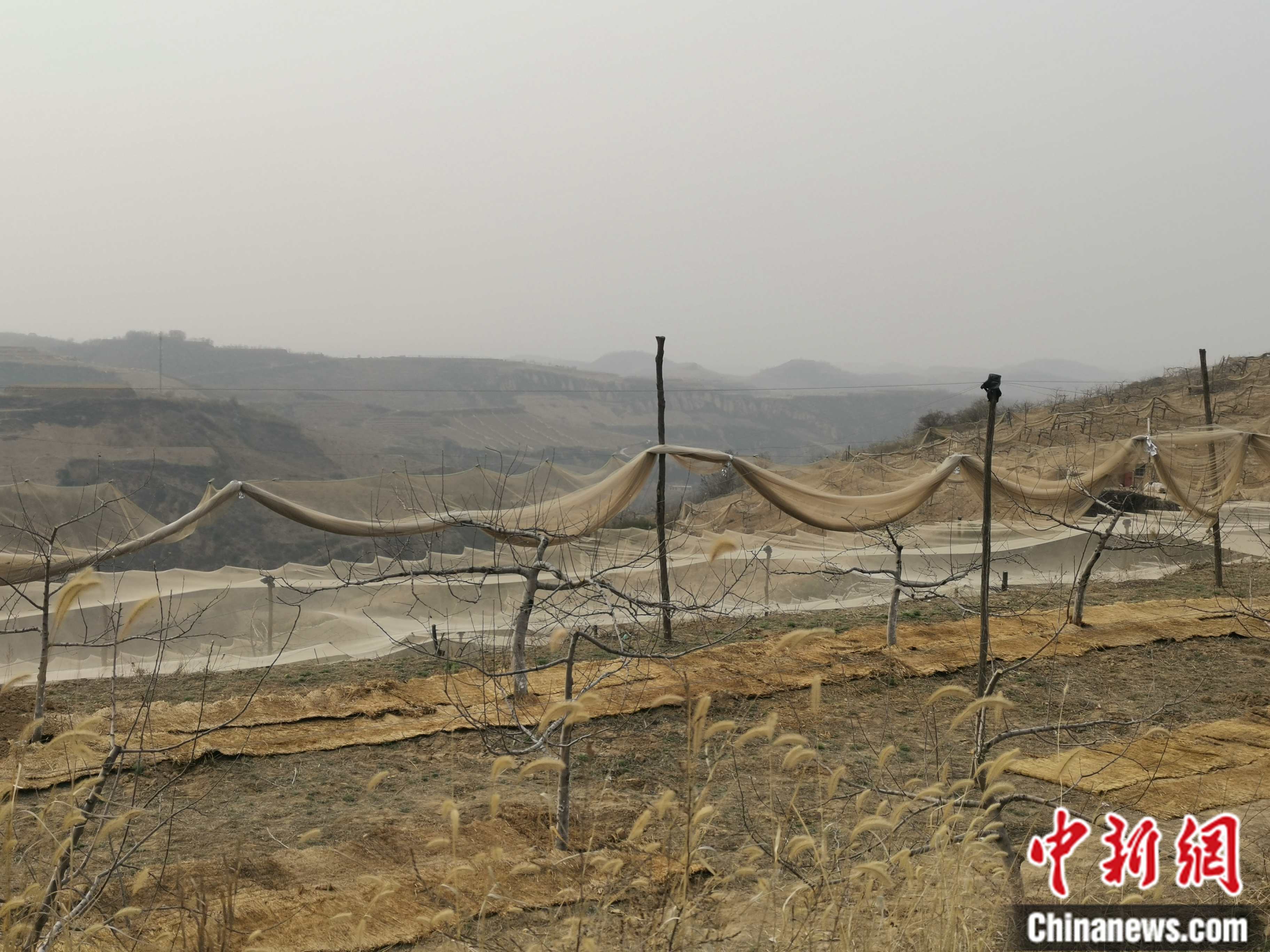 陜西省延安市寶塔區柳林鎮麻塔村蘋果園。 <a target='_blank'  ><p  align=