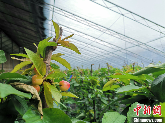 陜西省子長市盛宇現代農業示范園櫻桃園區。<a target='_blank'  ><p  align=